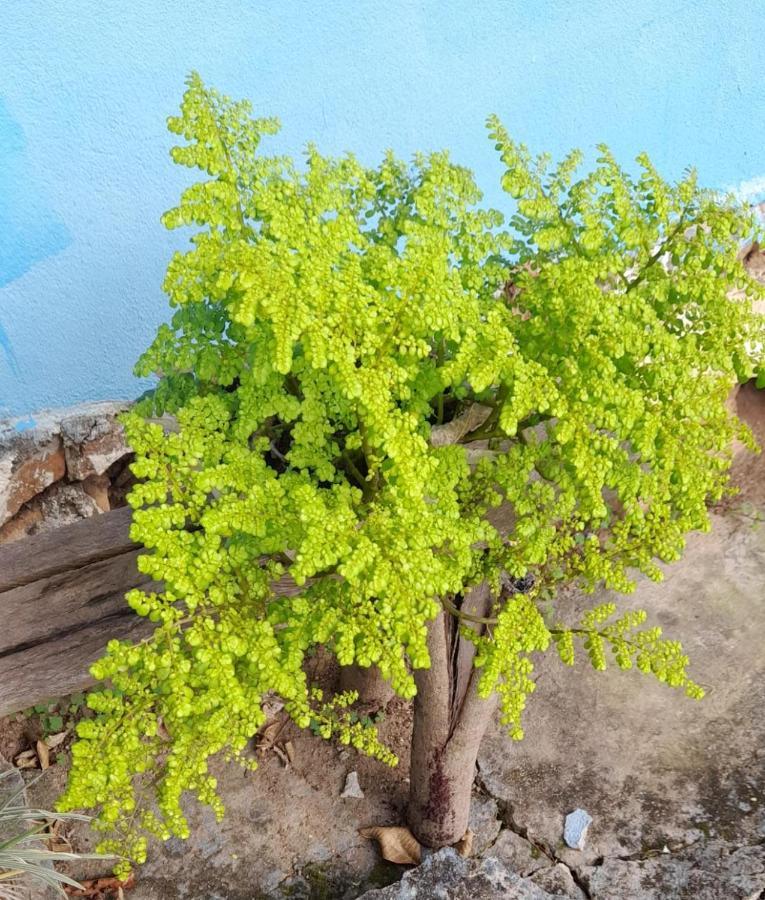 Sítio São Benedito Pirenópolis Exterior foto